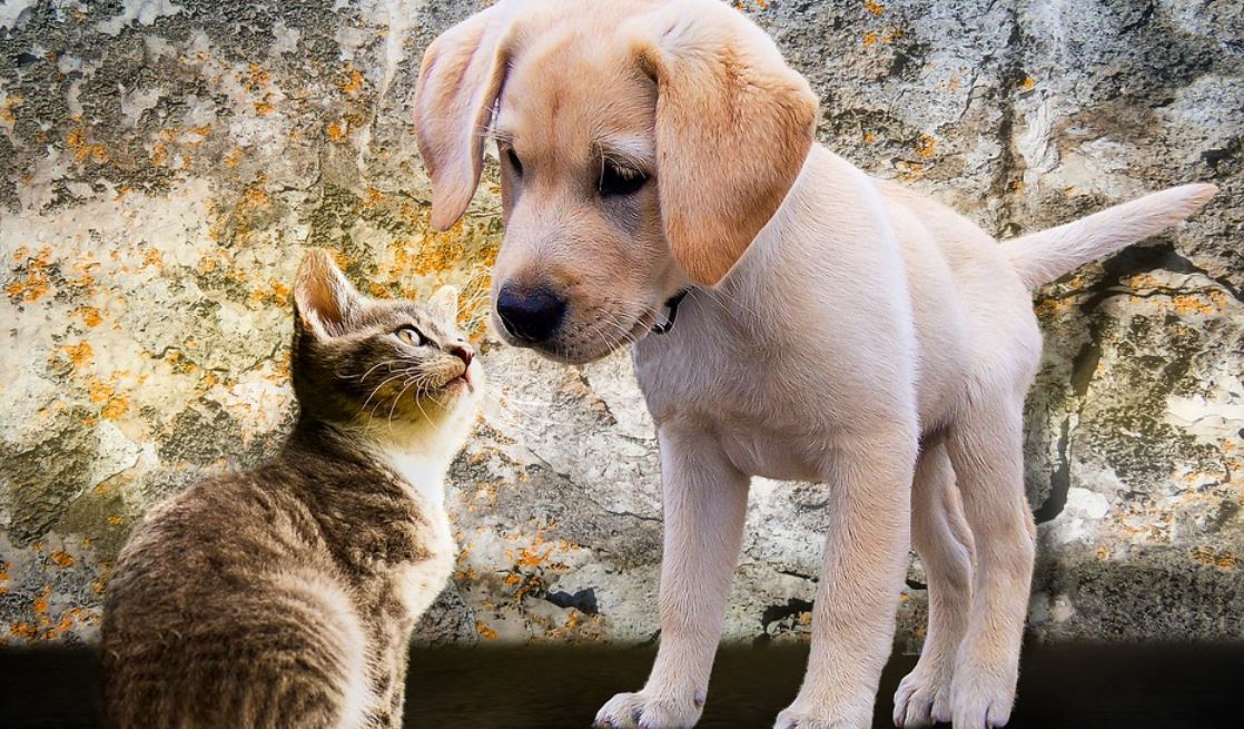 pes a kočka